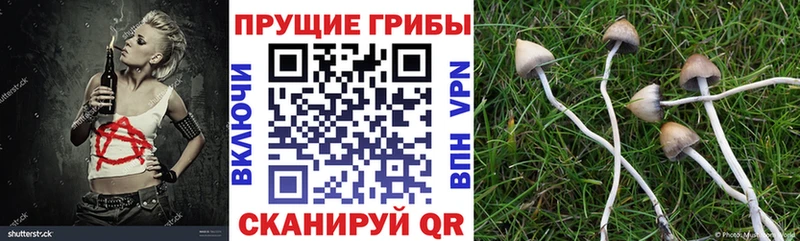 Купить где  Андреаполь  Псилоцибиновые грибы мицелий 